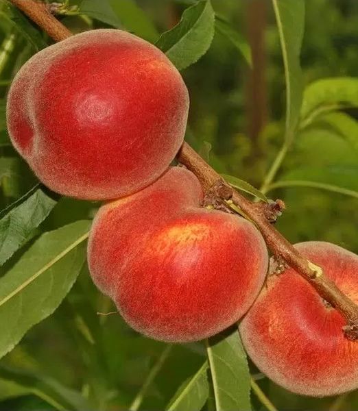 Prunus persica 'Cresthaven'